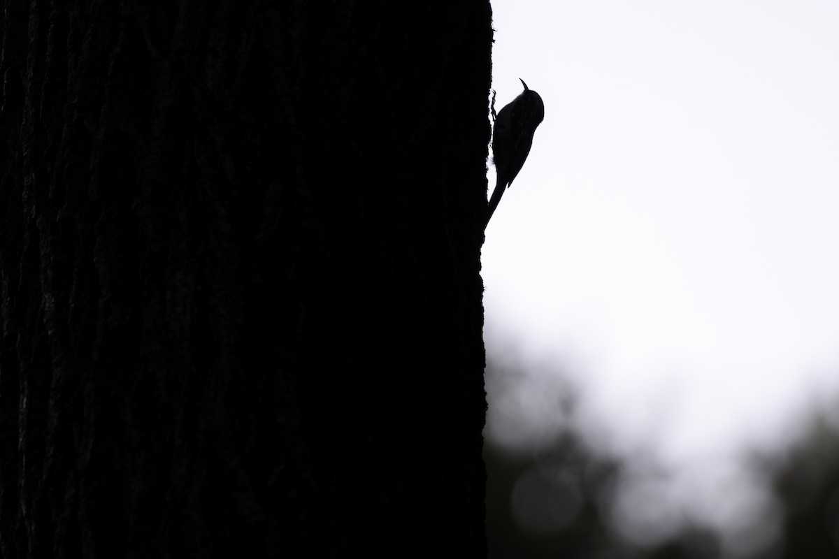 šoupálek americký - ML643198220