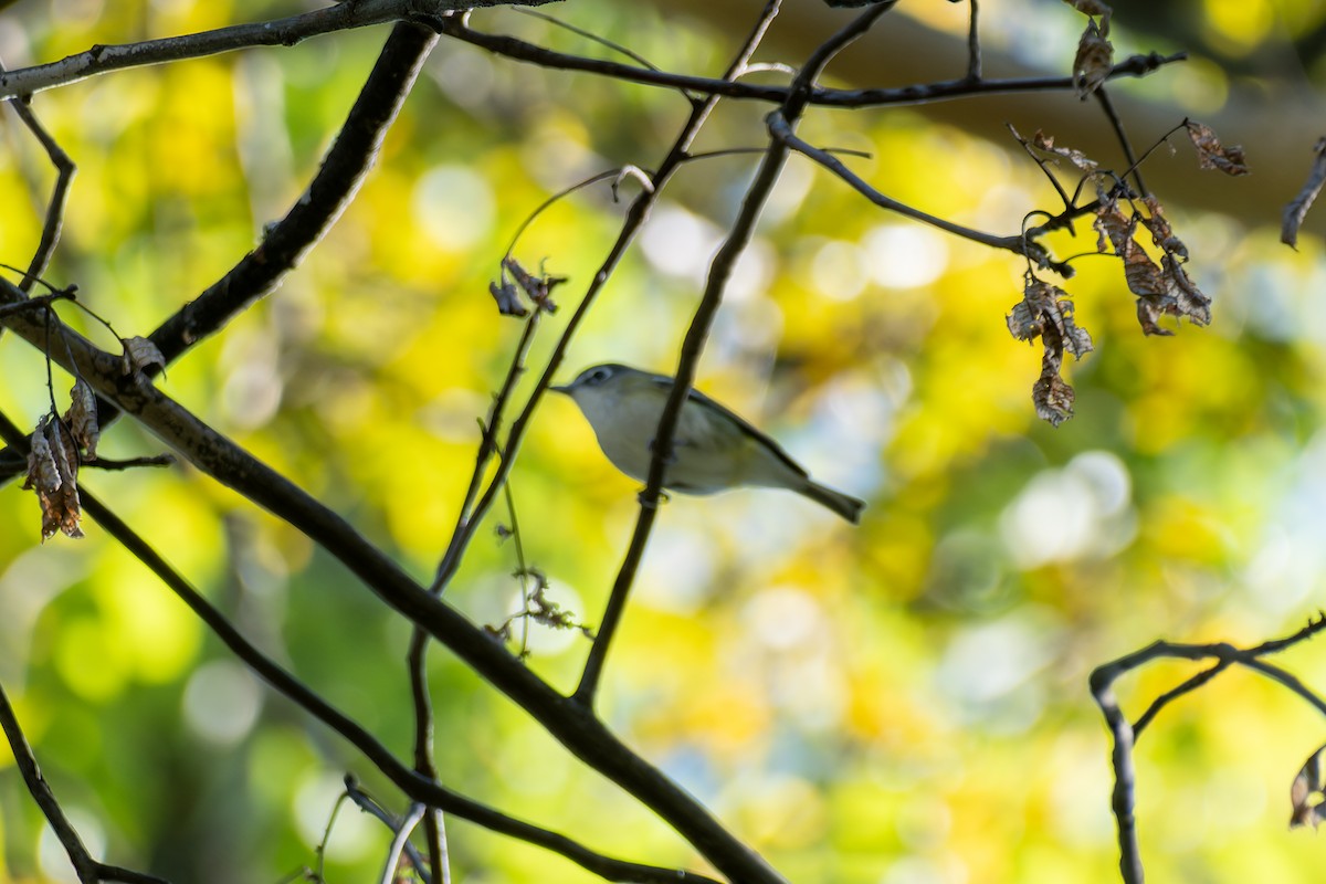 Blue-headed Vireo - ML643198221