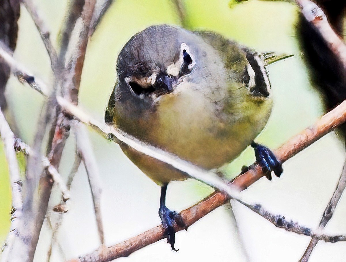 Vireo de Cassin - ML643198226