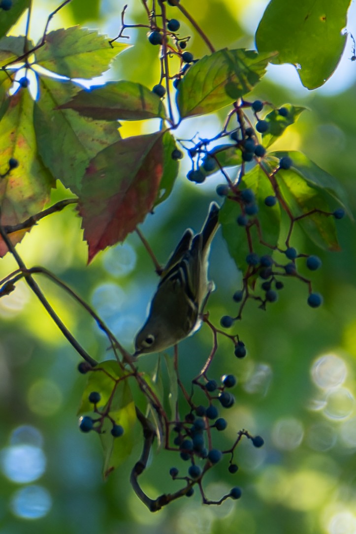 Ruby-crowned Kinglet - ML643198237