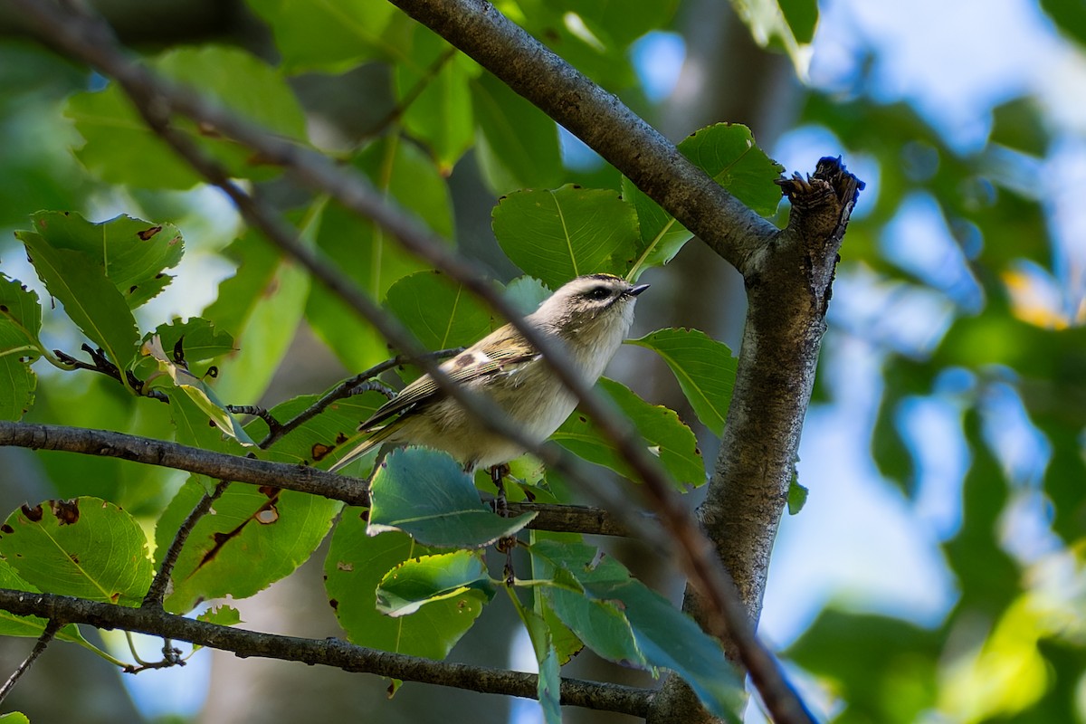 Golden-crowned Kinglet - ML643198243