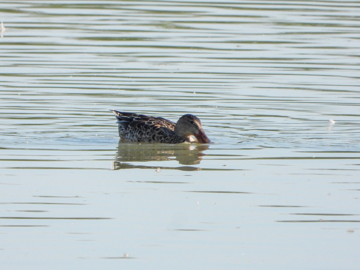 Northern Shoveler - ML643198251