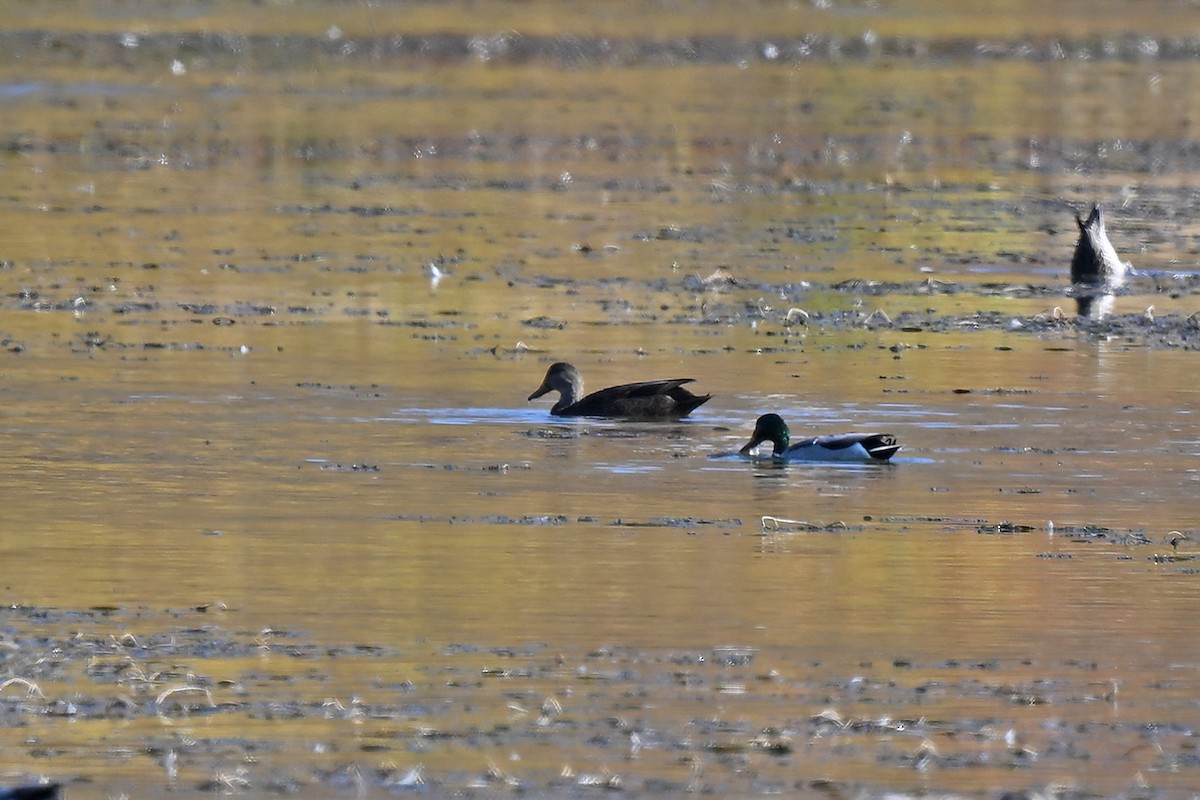 American Black Duck - ML643198253