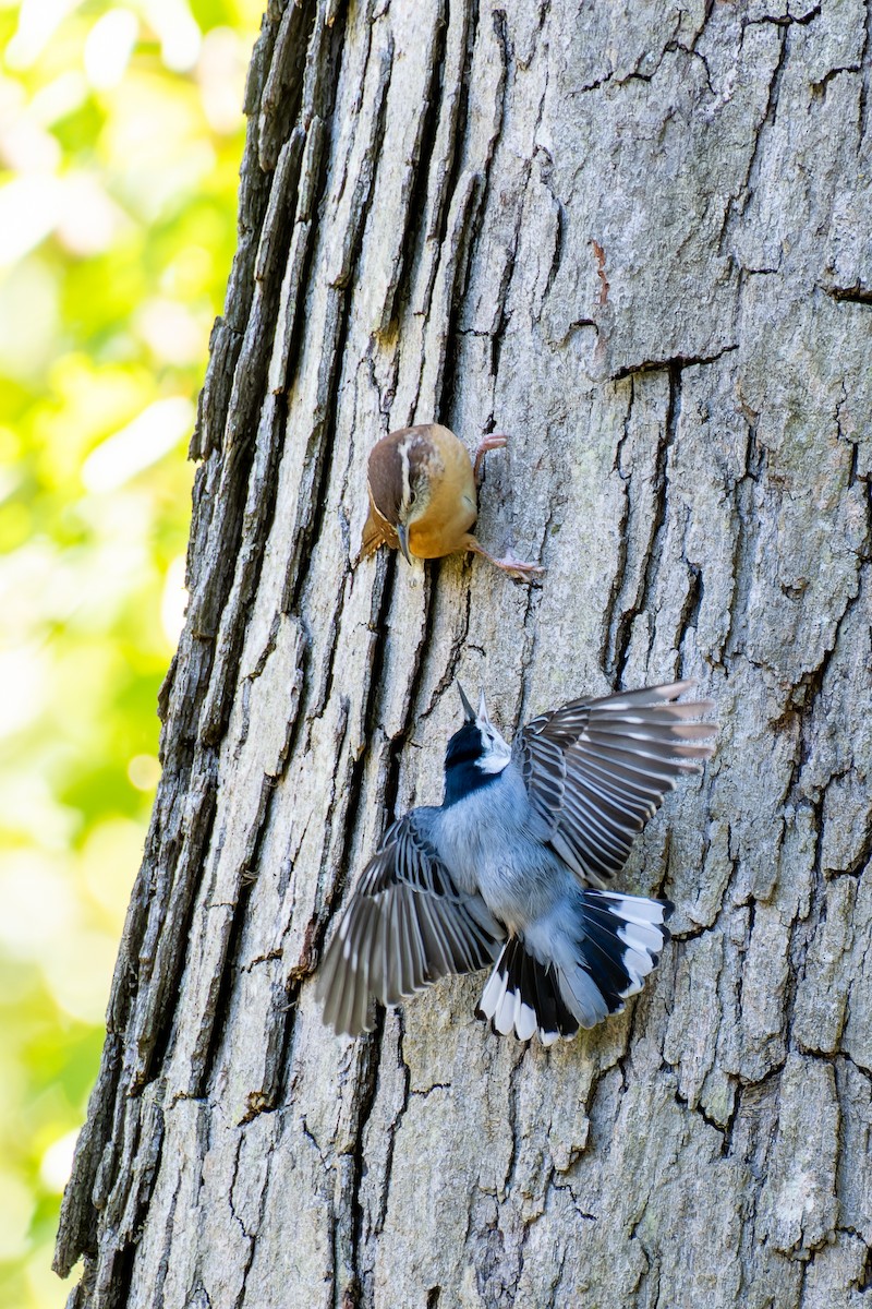 White-breasted Nuthatch - ML643198254