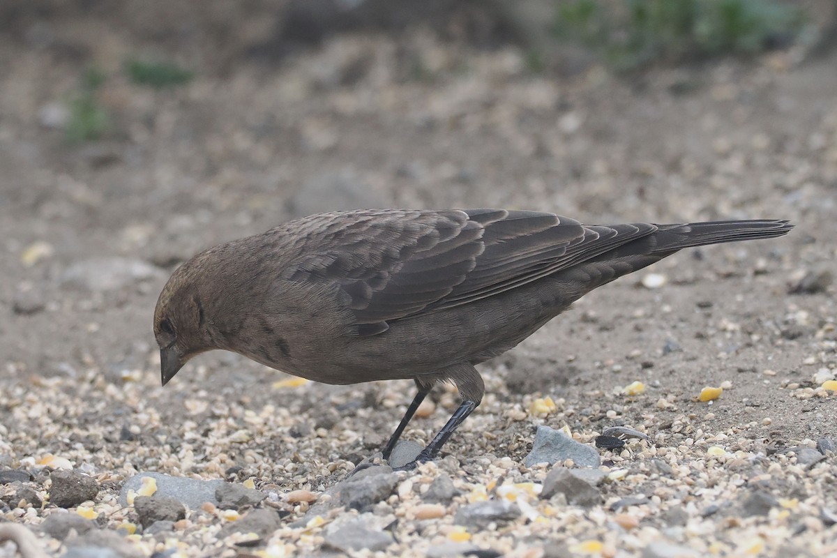 Brown-headed Cowbird - ML643198258