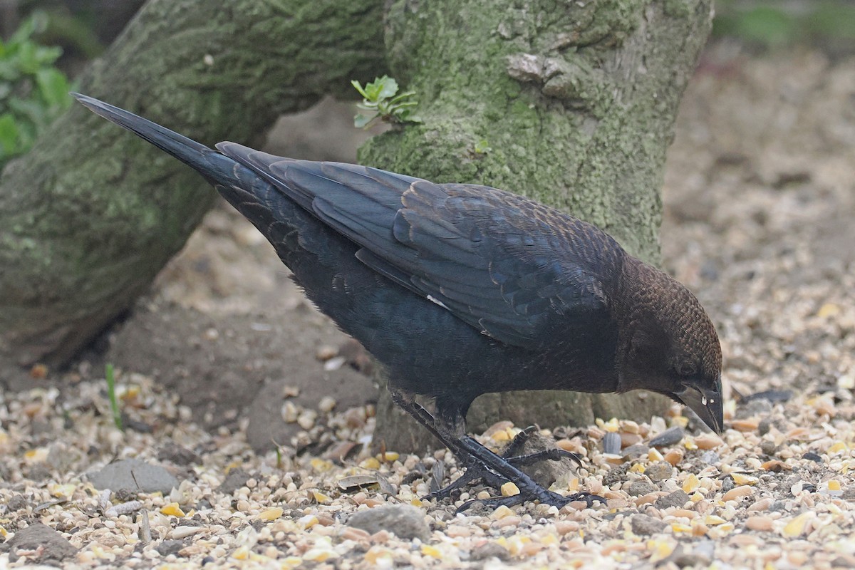 Brown-headed Cowbird - ML643198259