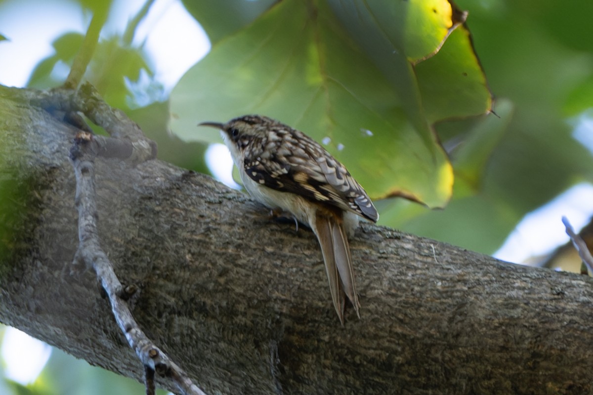Brown Creeper - ML643198261