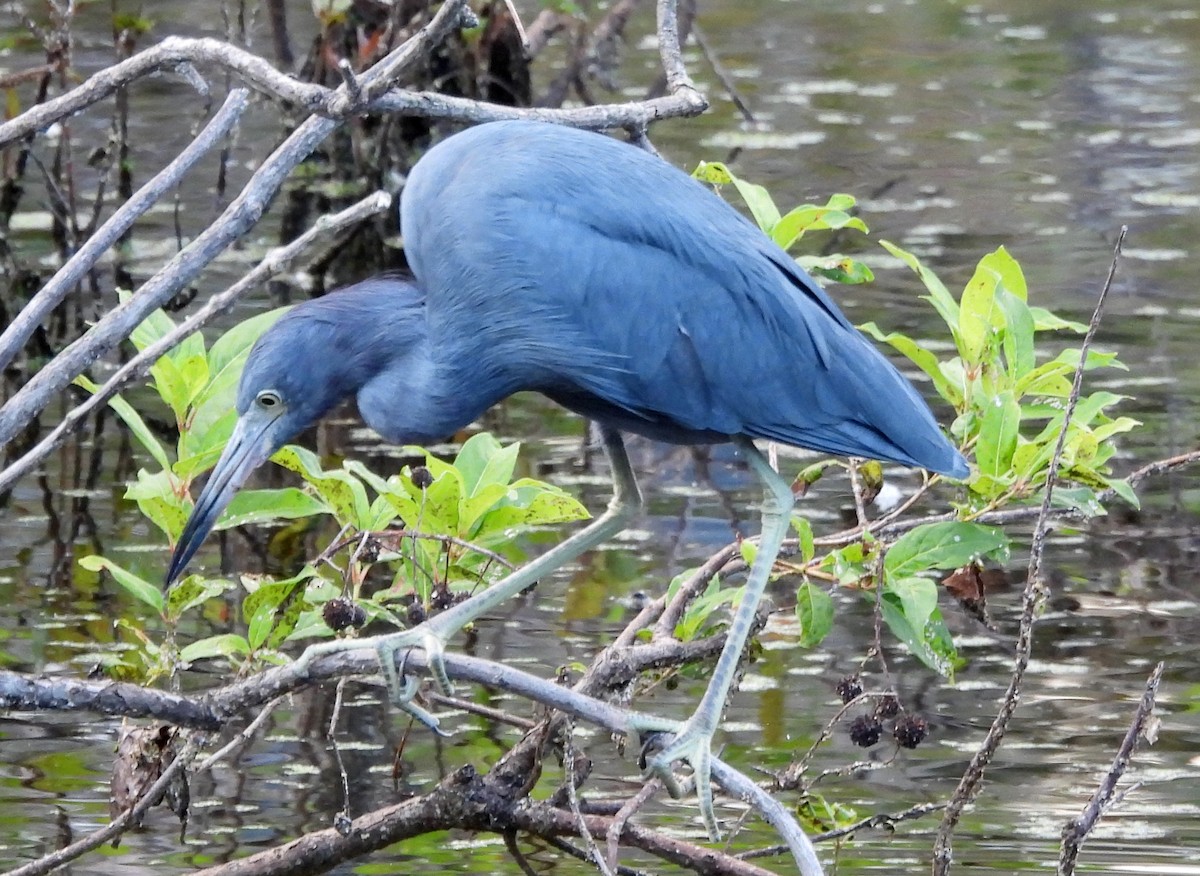 Little Blue Heron - ML643198269