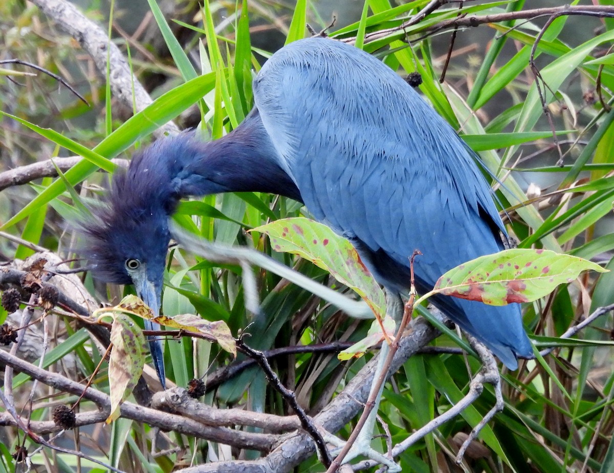Little Blue Heron - ML643198271