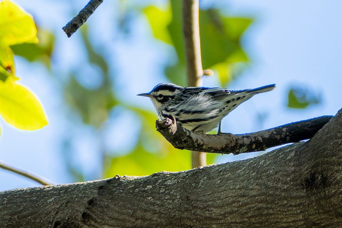 Black-and-white Warbler - ML643198274