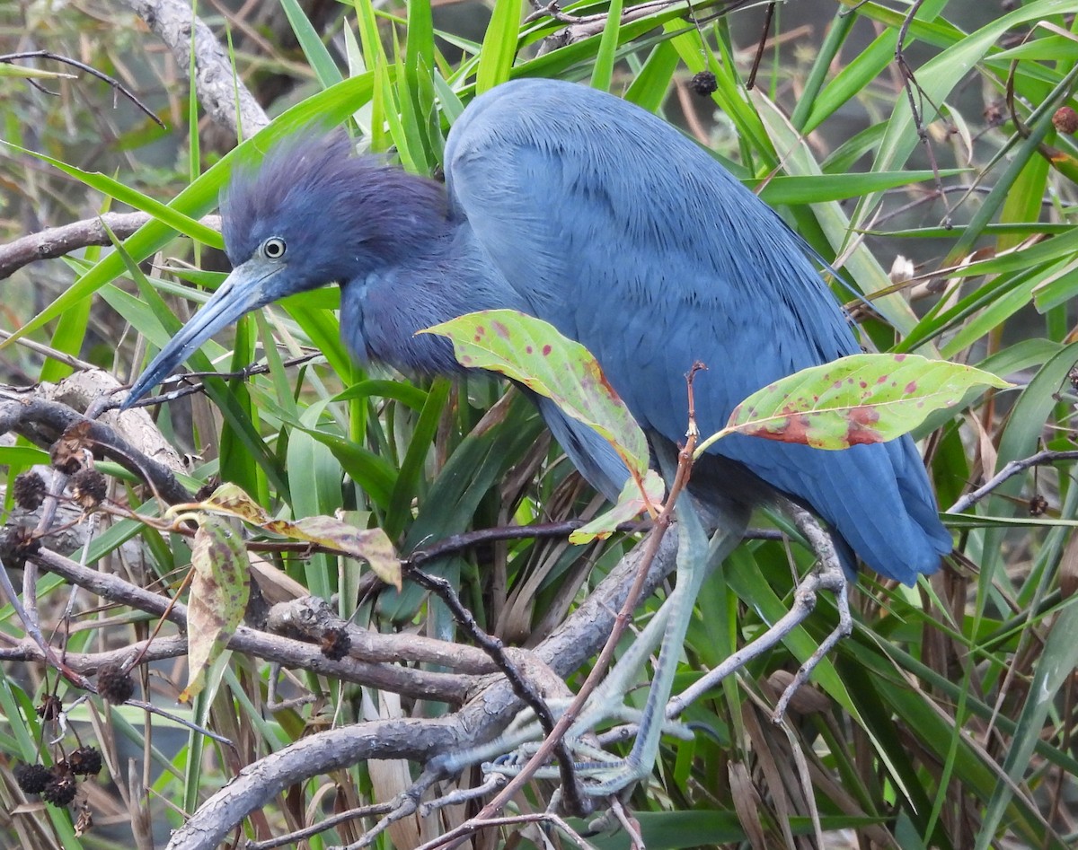 Little Blue Heron - ML643198280