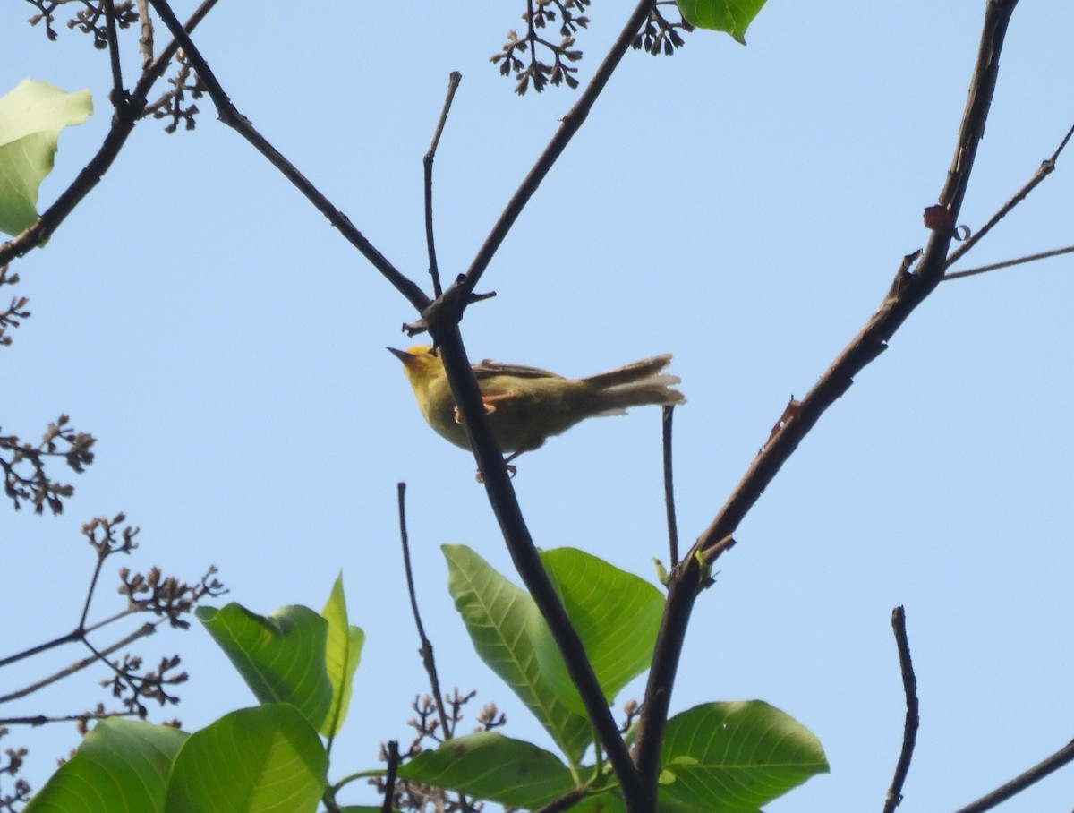 Orange-fronted Plushcrown - ML643198297