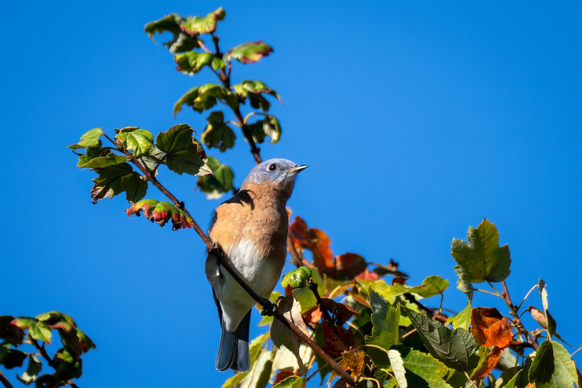 Eastern Bluebird - ML643198308