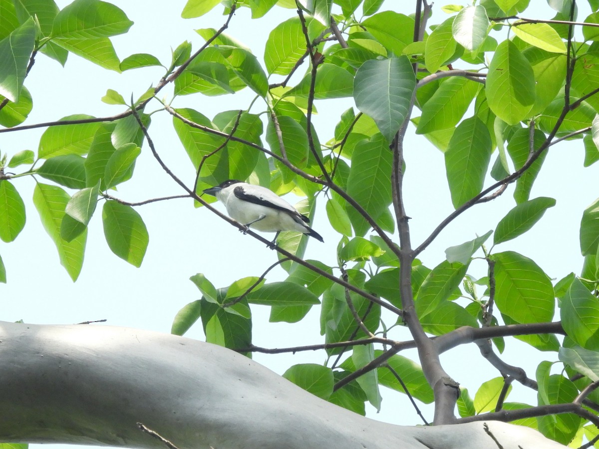 Black-crowned Tityra - ML643198319