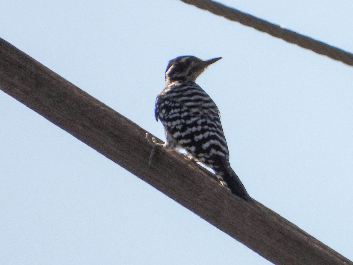 Ladder-backed Woodpecker - ML643198323