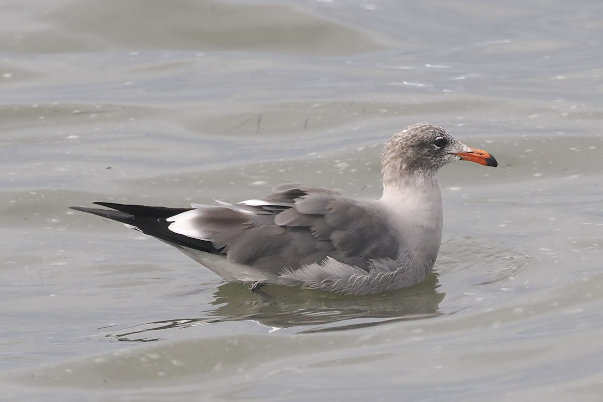 Heermann's Gull - ML643198326