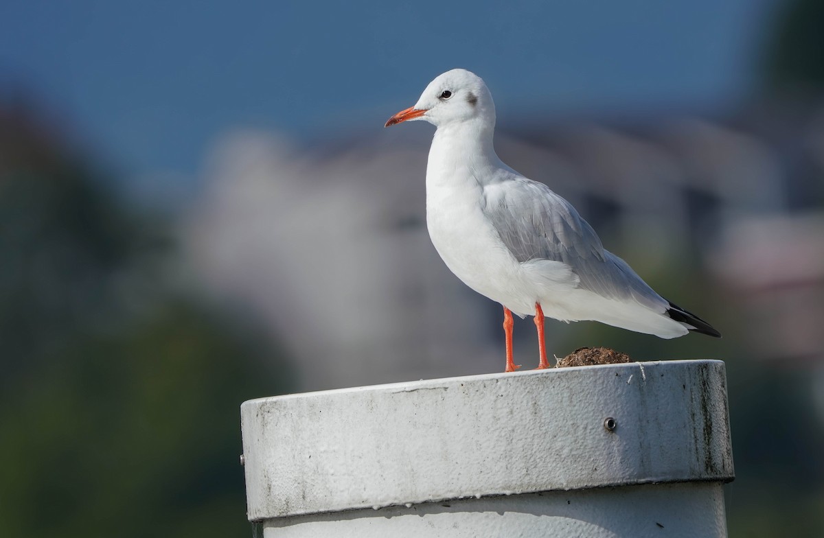 Mouette rieuse - ML643198343