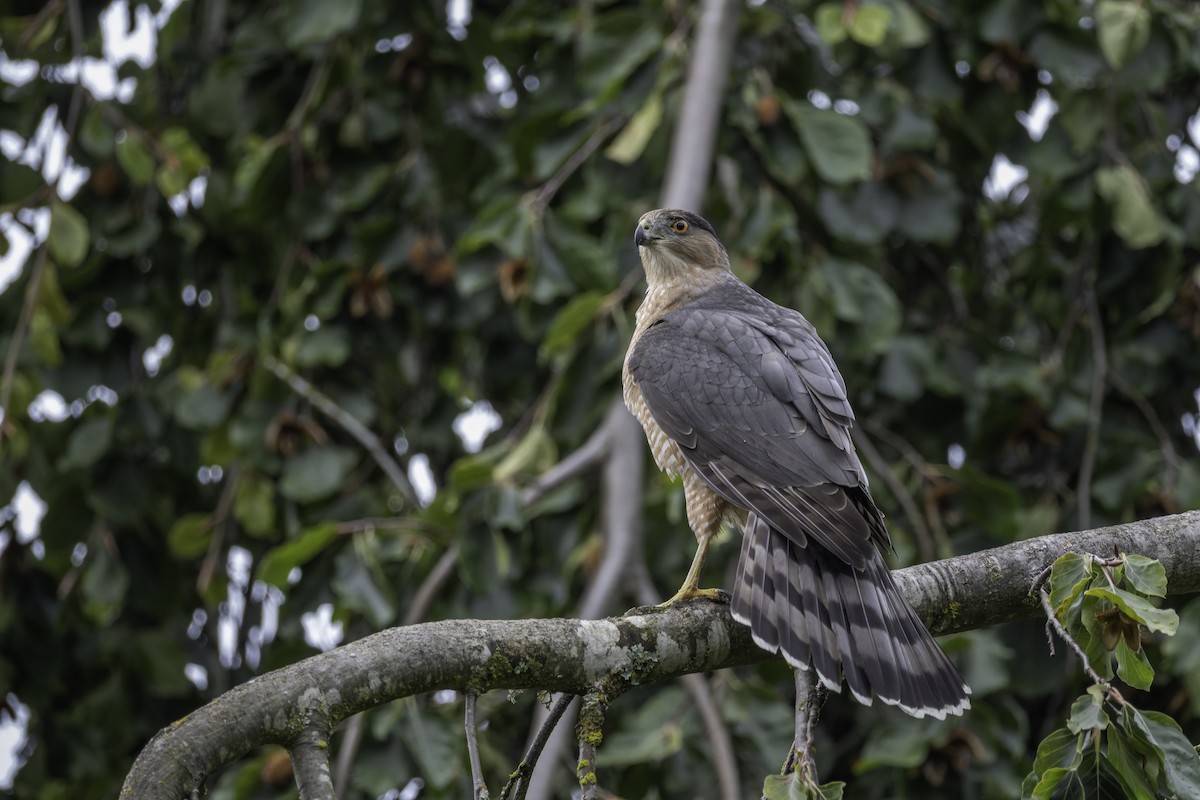 Cooper's Hawk - ML643198346