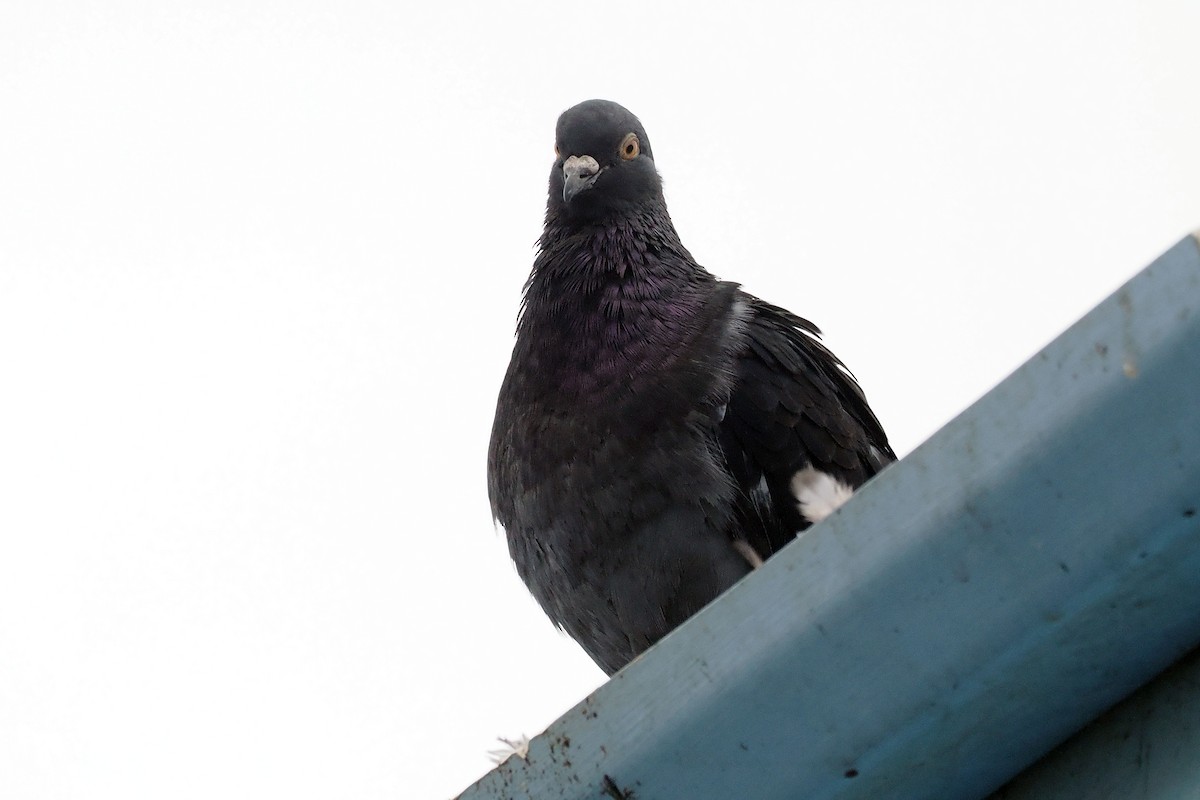 Pigeon biset (forme domestique) - ML643198348