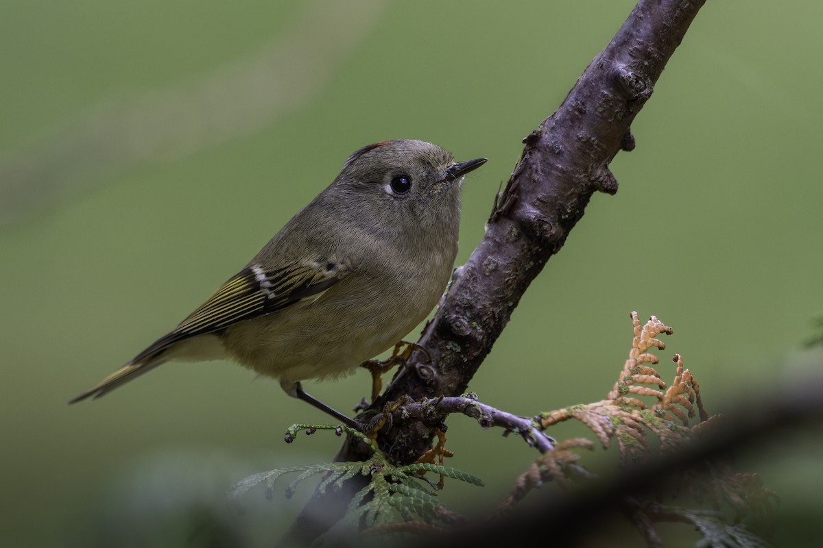 Ruby-crowned Kinglet - ML643198354