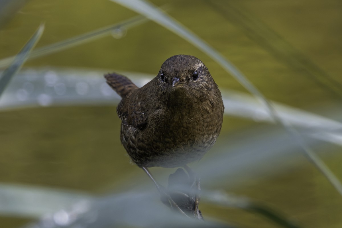 Pacific Wren (pacificus Group) - ML643198365