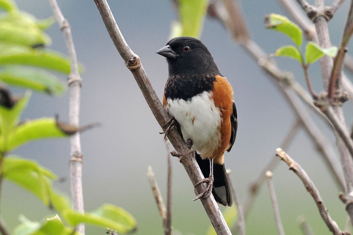Spotted Towhee - ML643198404