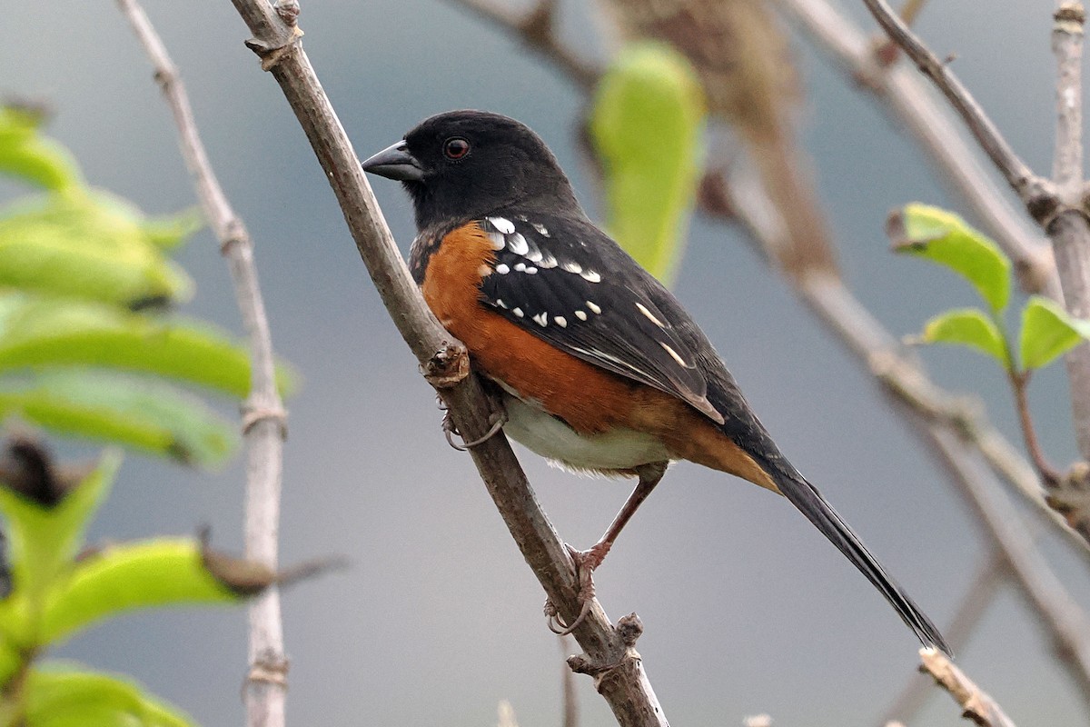 Spotted Towhee - ML643198405