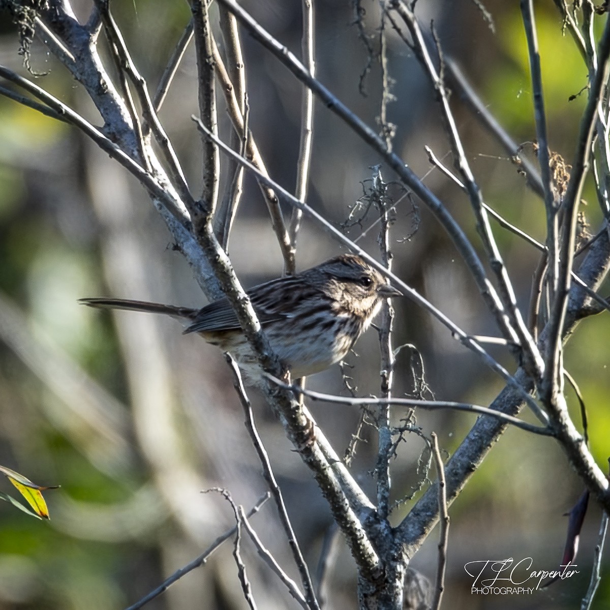 Song Sparrow - ML643198406