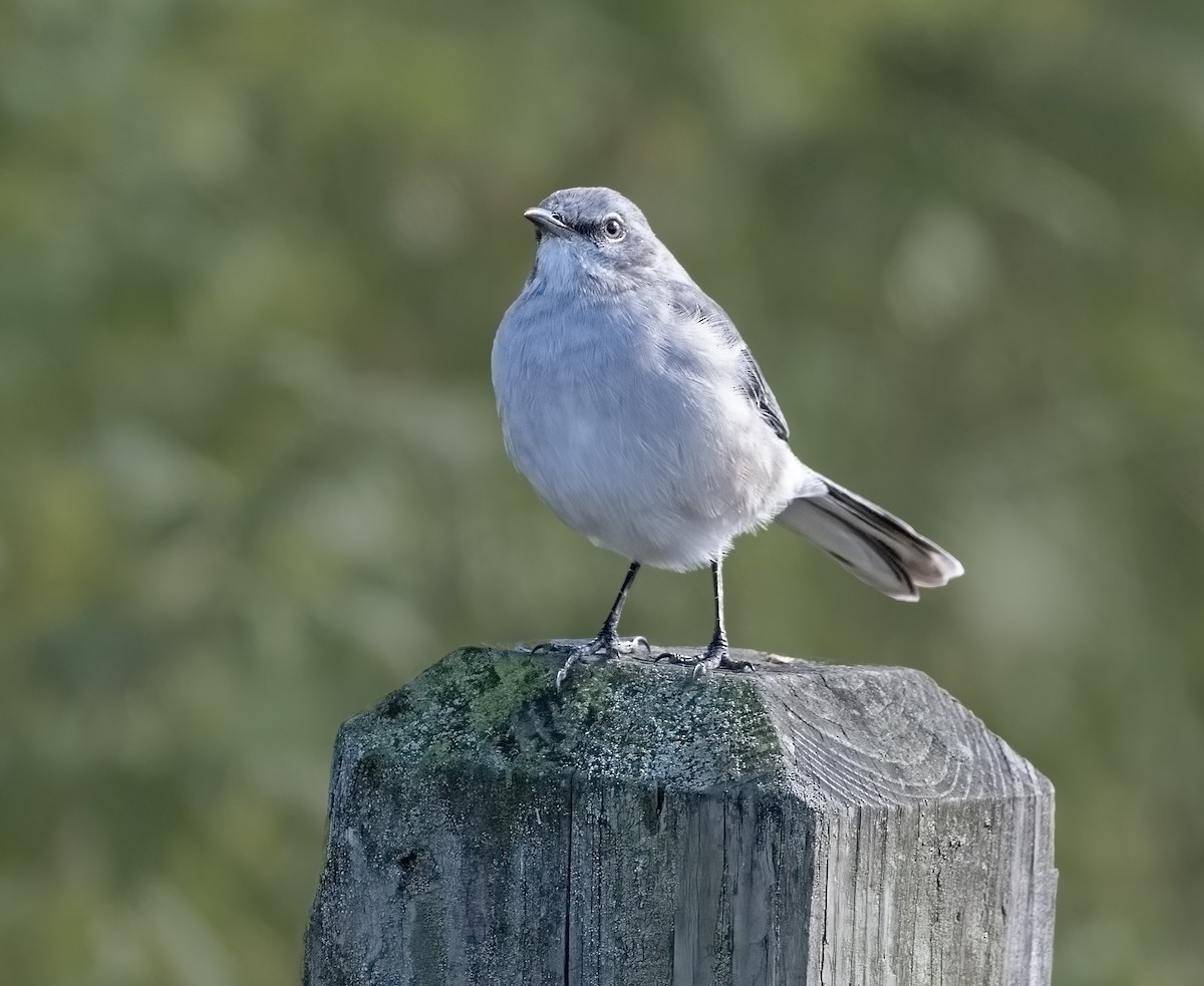 Northern Mockingbird - ML643198410