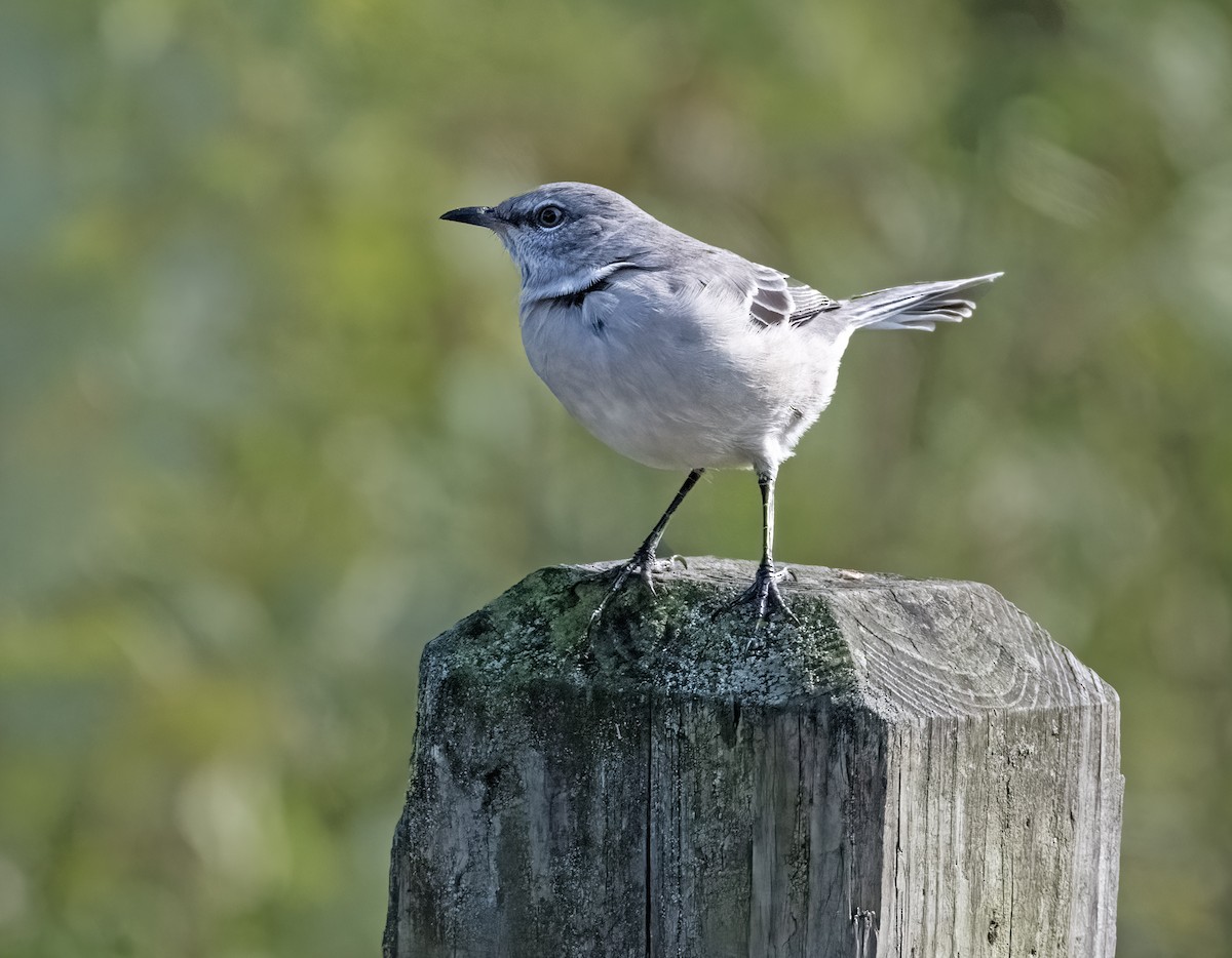 Northern Mockingbird - ML643198411