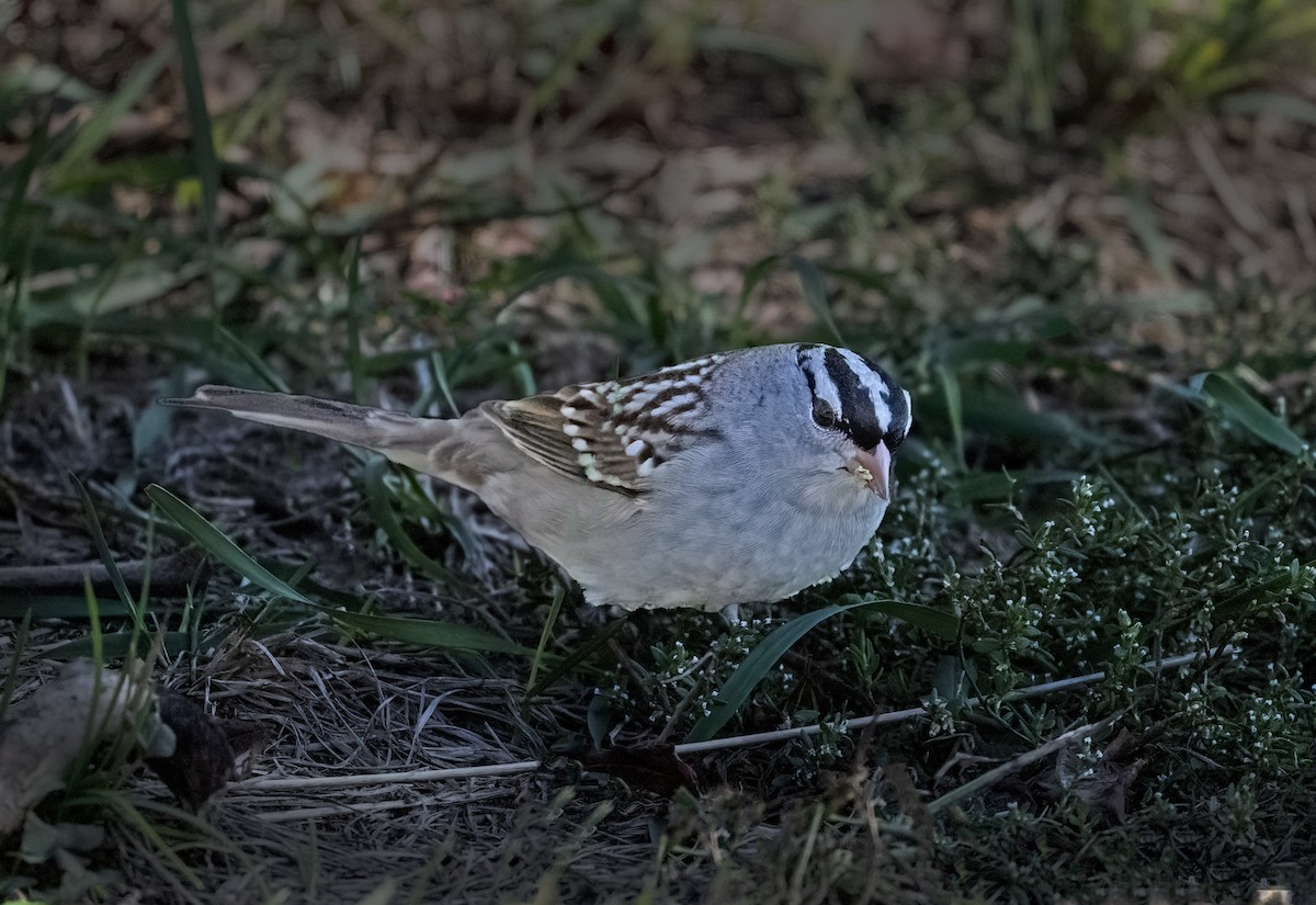 White-crowned Sparrow - ML643198425