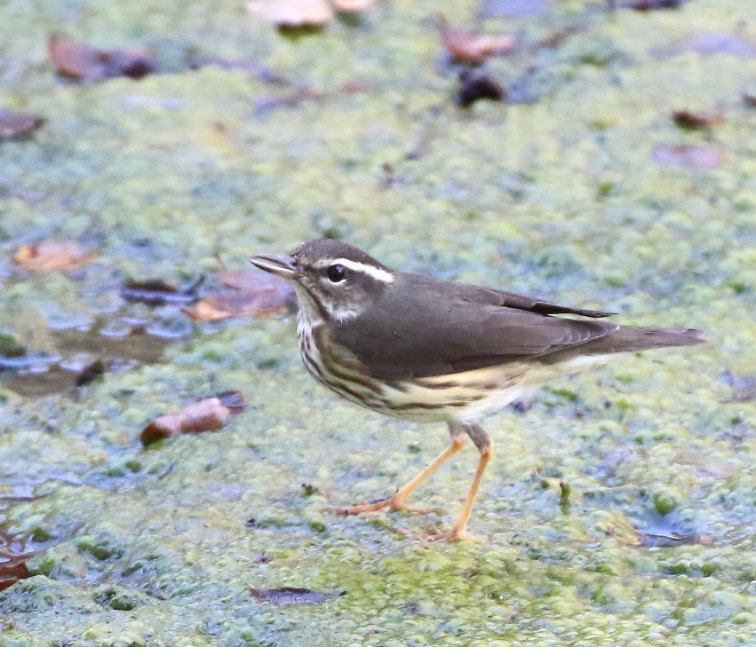 Louisiana Waterthrush - ML643198436
