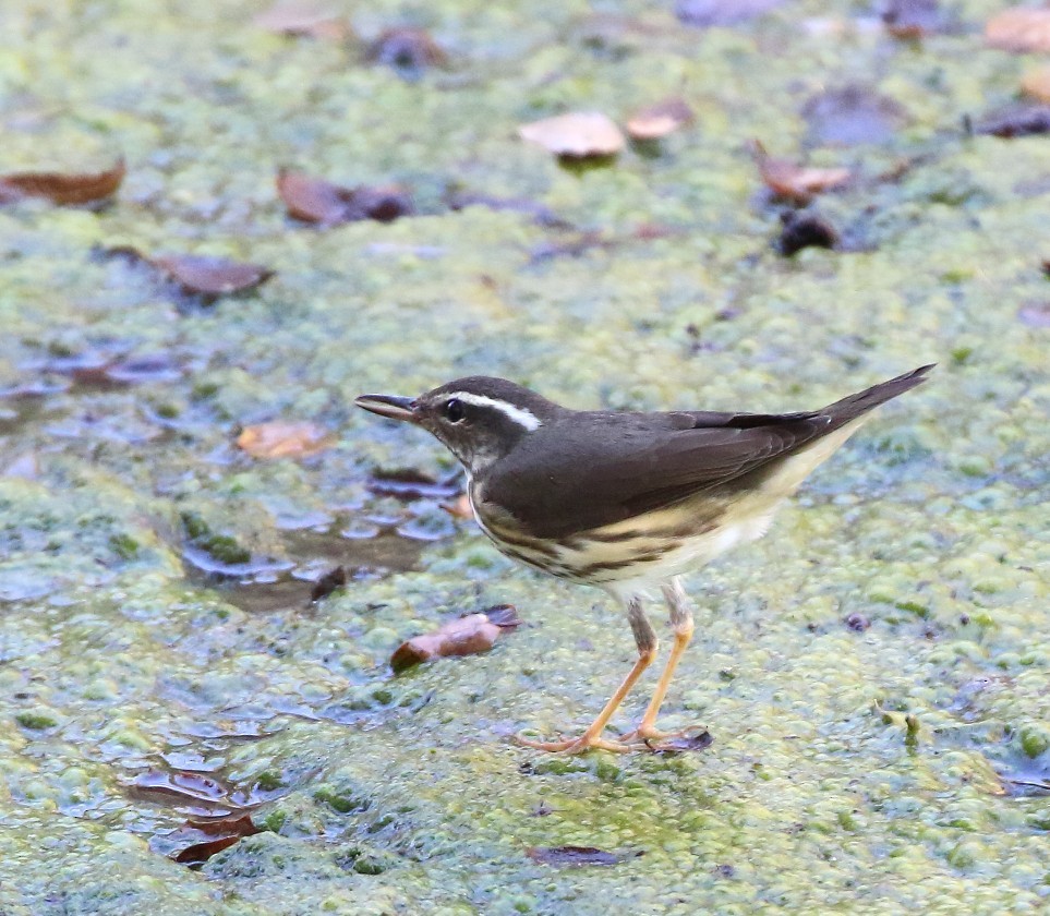 Louisiana Waterthrush - ML643198438