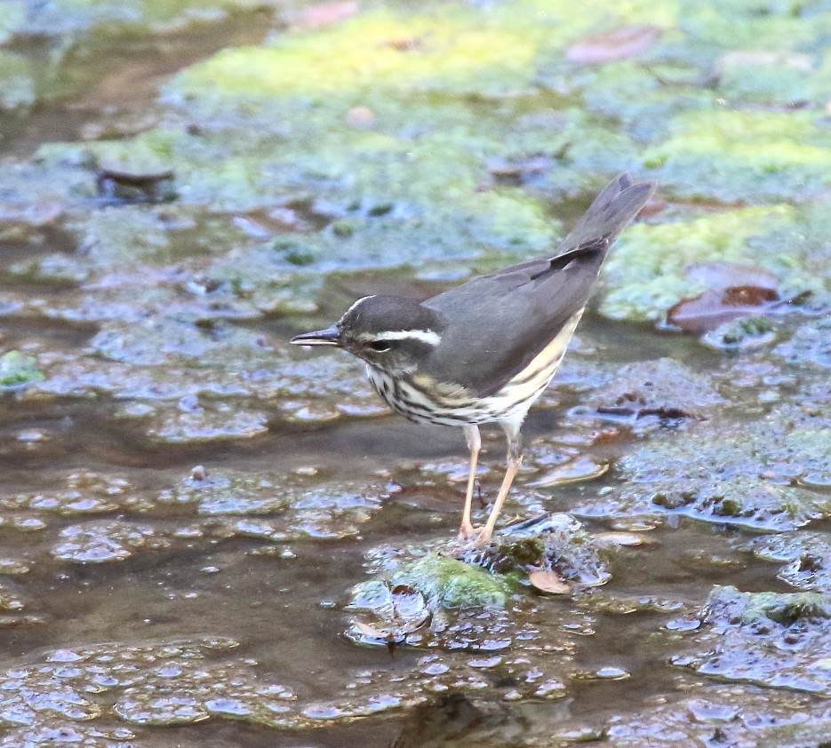 Louisiana Waterthrush - ML643198451