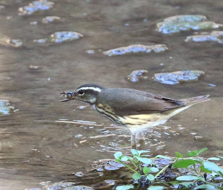 Louisiana Waterthrush - ML643198453
