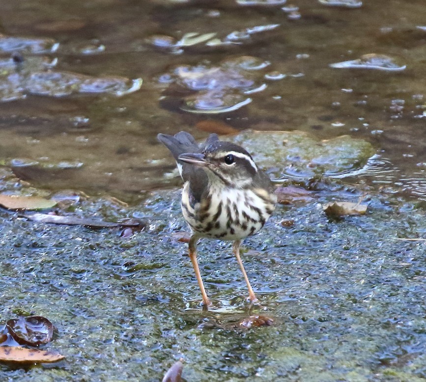 Louisiana Waterthrush - ML643198455