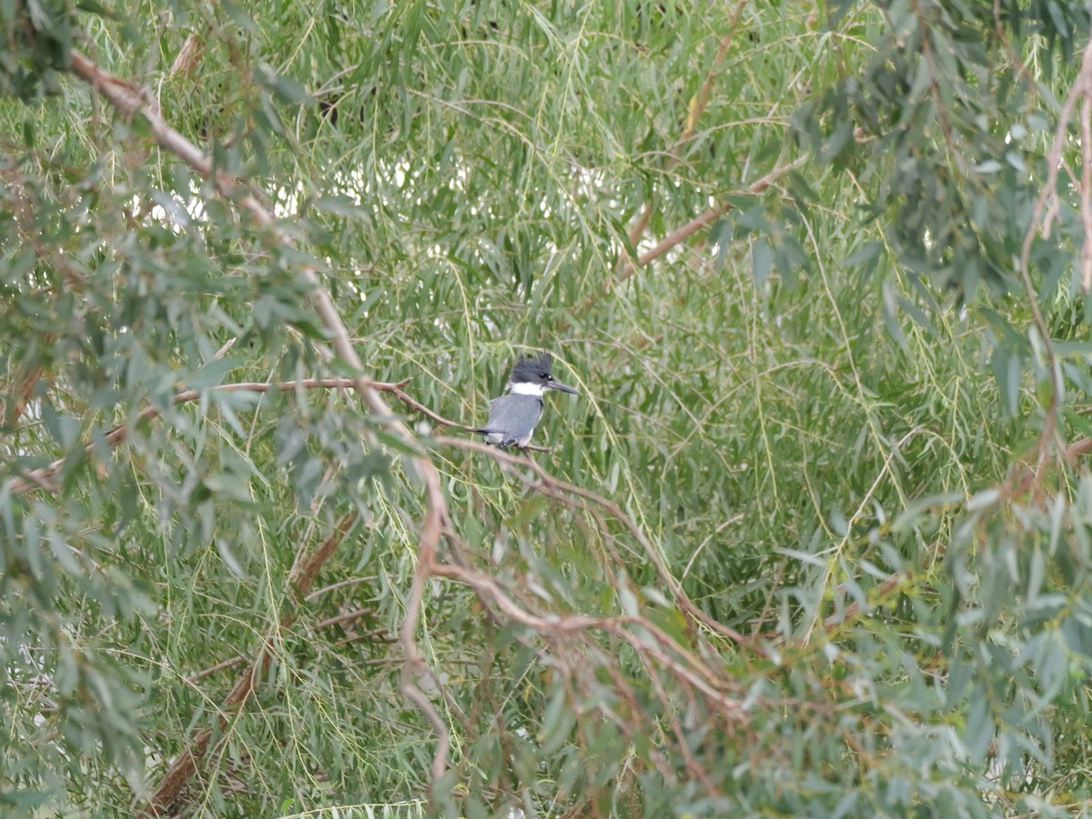 Belted Kingfisher - ML643198457