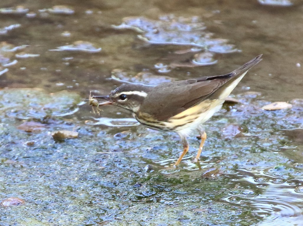 Louisiana Waterthrush - ML643198458