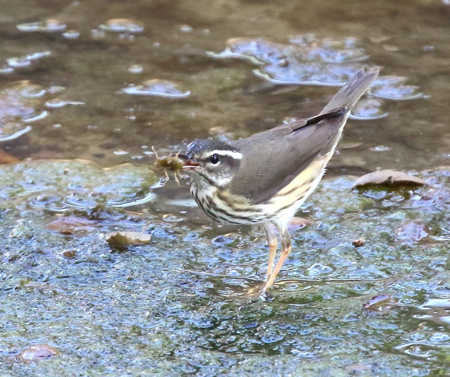 Louisiana Waterthrush - ML643198461