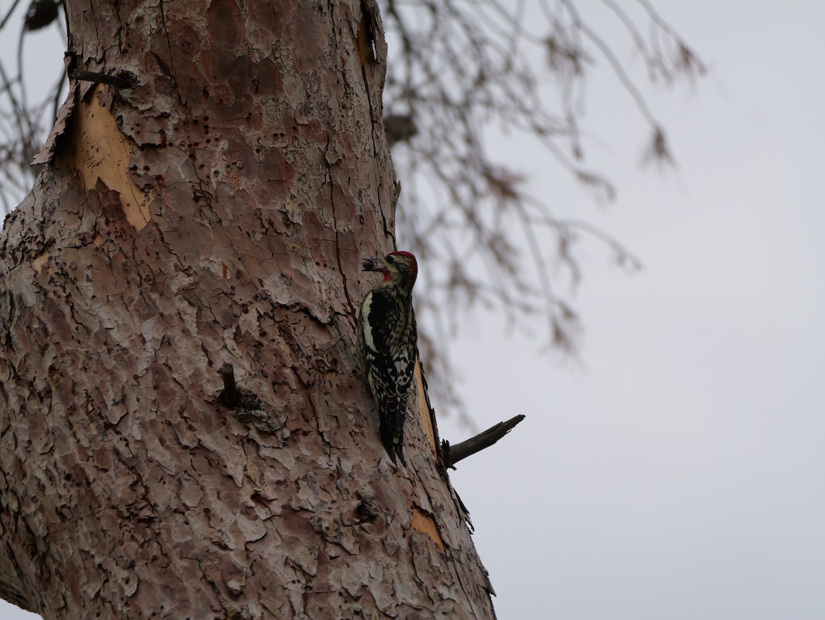 Red-naped Sapsucker - ML643198464