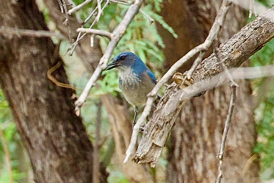 Woodhouse's Scrub-Jay - ML643198472