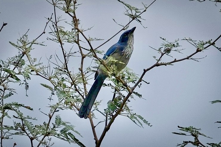 Woodhouse's Scrub-Jay - ML643198478