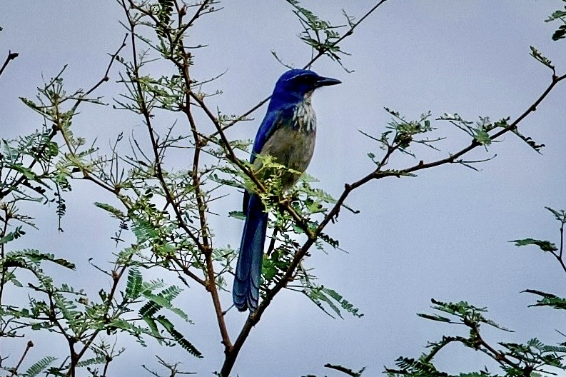Woodhouse's Scrub-Jay - ML643198488