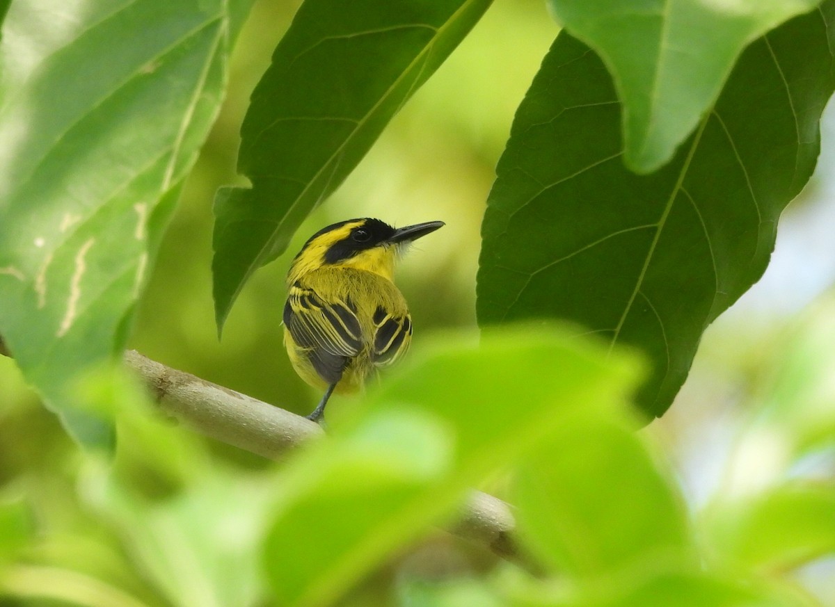 Yellow-browed Tody-Flycatcher - ML643198493