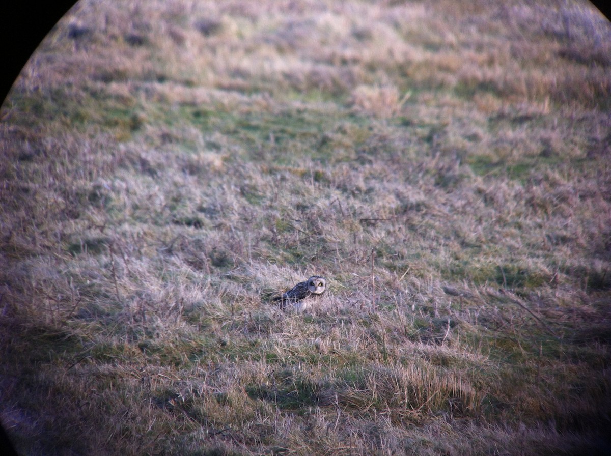 Short-eared Owl - ML643198494