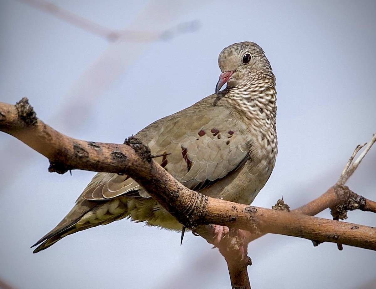 Common Ground Dove - ML643198500