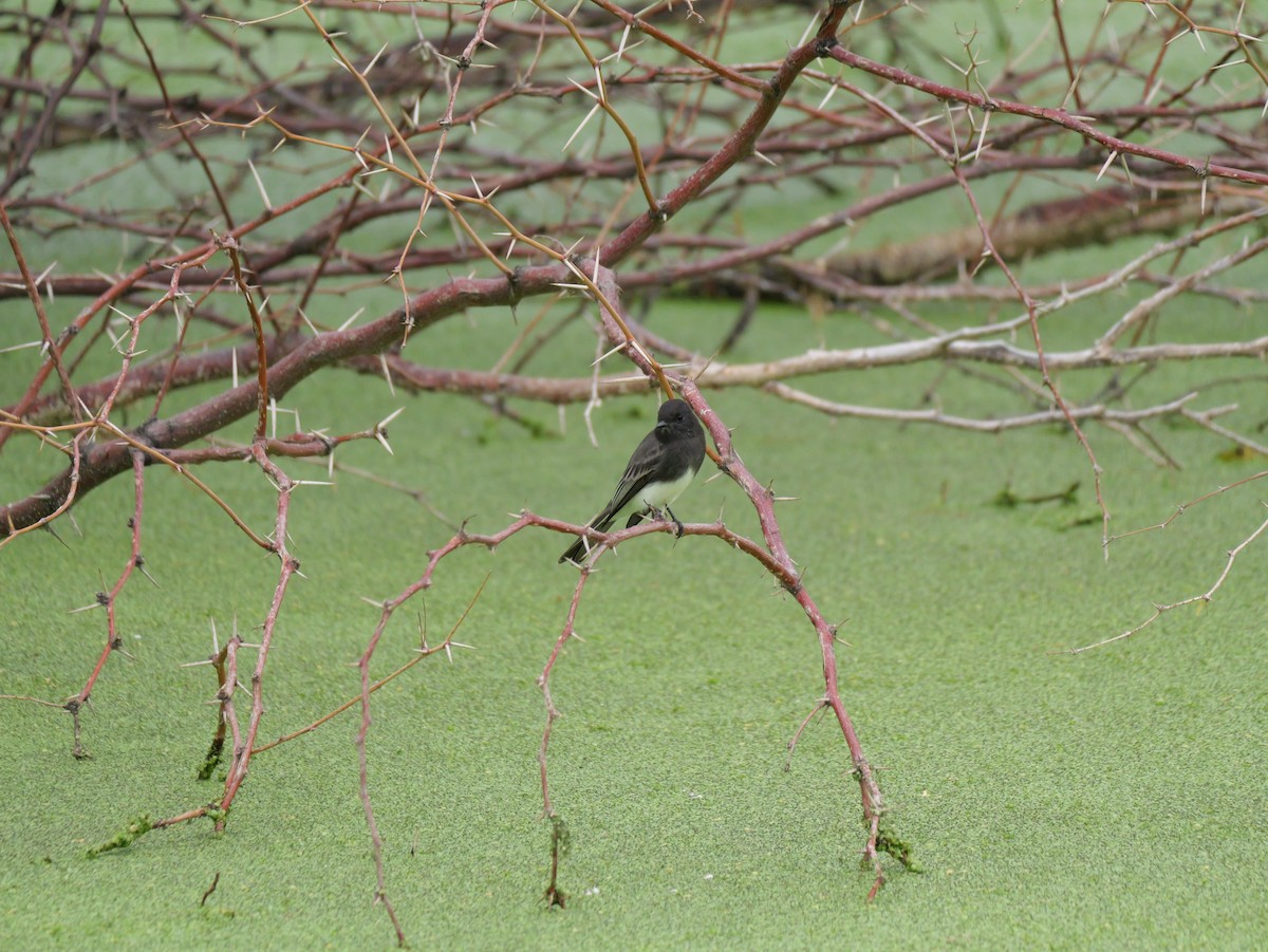 Black Phoebe - ML643198502