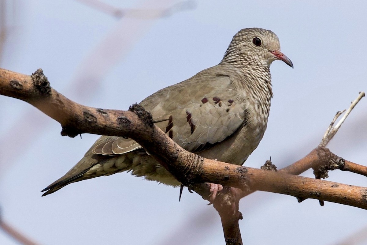 Common Ground Dove - ML643198507