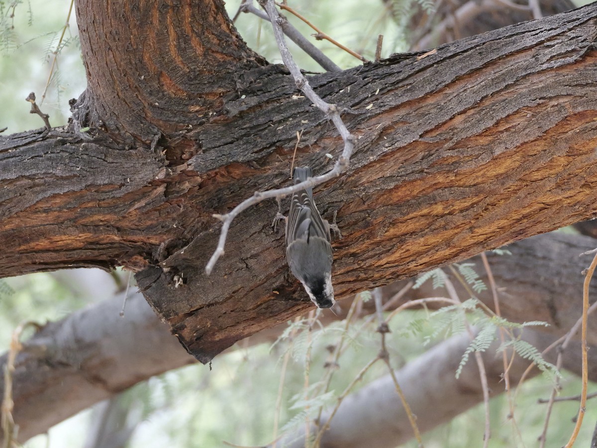 White-breasted Nuthatch - ML643198548