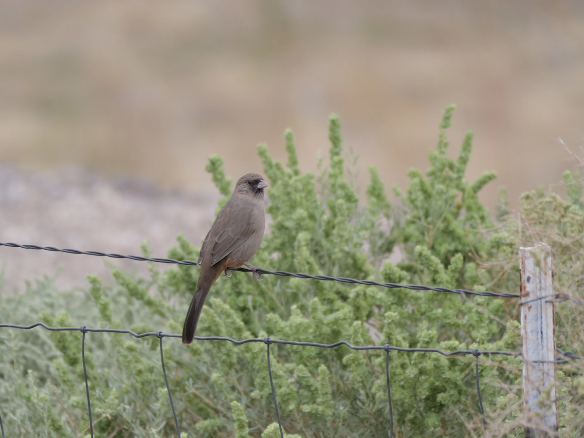 Abert's Towhee - ML643198576